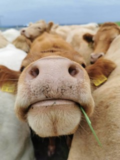 Close-up of a brown cow's snout (bos taurus) with grass in its mouth, Franconian Forest nature park