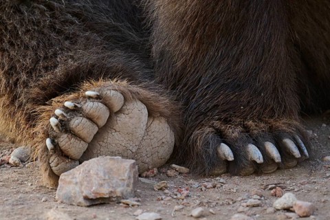 Detailed image highlighting the rough texture and natural color of a bears paws. The claws are