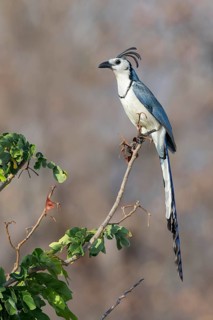 White-throated Magpie Jay (Calocitta formosa) perched on a branch in Oaxaca, Mexico