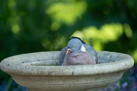Wood pigeon (Columba palumbus) adult garden bird bathing in a bird bath in summer, England, United