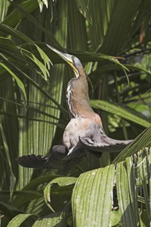 Fasciated Tiger Heron (Tigrisoma fasciatum), Costa Rica