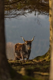 One male aurochs or urus or ure (Bos primigenius), standing at a forest edge on a sunny day