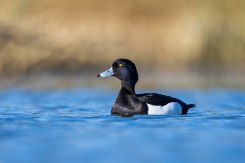 Tufted Duck (Aythya fuligula) male, North Rhine-Westphalia, Germany
