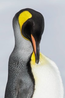 King Penguin (Aptenodytes patagonicus) perched on a rocky beach on South Georgia Island