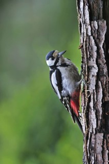 Great Spotted Woodpecker (Dendrocopos major), Greater Spotted Woodpecker male on tree trunk in