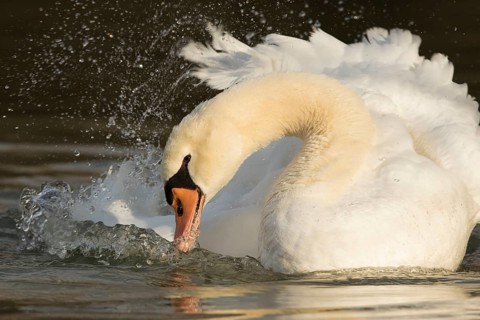 Mute Swan (Cygnus olor) bathing, Bavaria, Germany