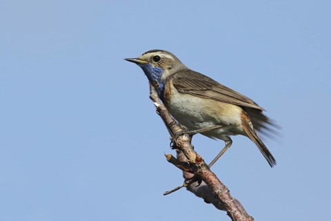 Bluethroat (Luscinia svecica svecica) male, Varanger, Norway