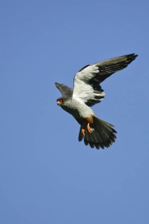 Amur Falcon (Falco amurensis) male flying, Dornod, Mongolia