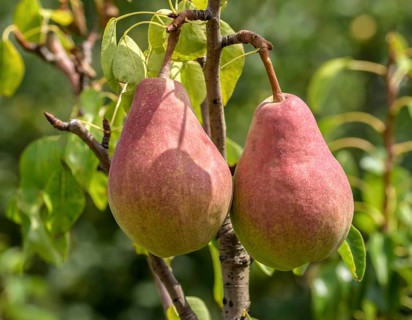 Pear (Pyrus communis CLAPPS LIEBLING),  Austria