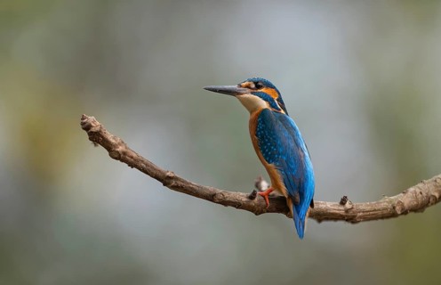 Common Kingfisher (Alcedo atthis) : Small, vibrant, and perfectly isolated on a clean perch,