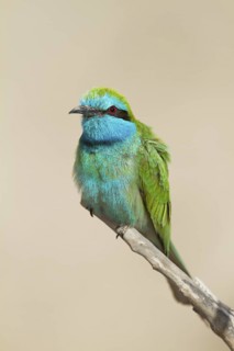 Green Bee-eater (Merops orientalis), Oman