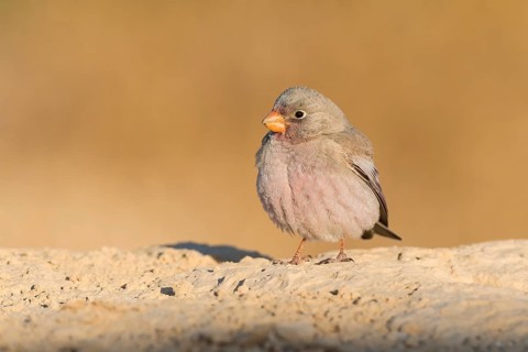 Trumpeter Finch (Bucanetes githagineus) male, Eilat, Israel