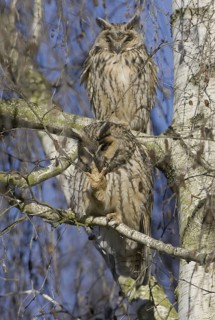 Long-eared Owl (Asio otus), Thuringia, Germany