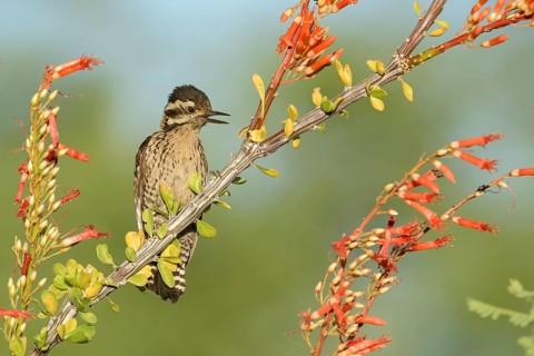 Ladder-backed Woodpecker (Dryobates scalaris) female calling, perched on a flowering branch,