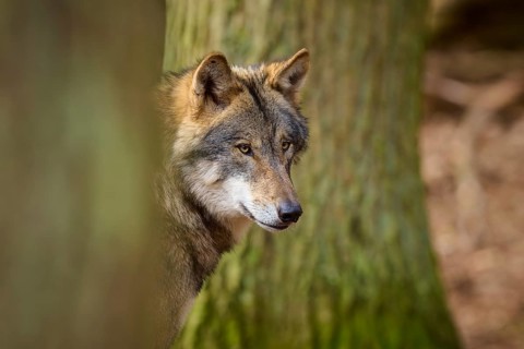 Wolf looking vigilantly through the trees in the forest, Wolf (Canis lupus), Germany