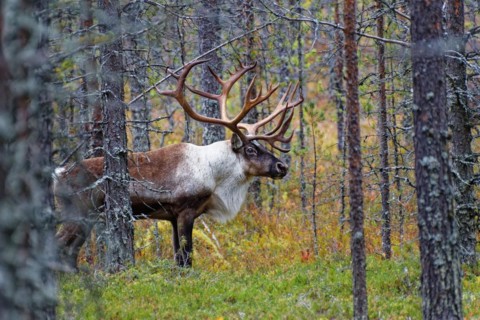 Finnish forest reindeer (Rangifer tarandus fennicus), wild, in the forest, Kuhmo, Kainuu,