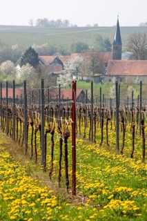 Vineyard with flowering dandelion, in the background the village of Ingenheim, Southern Palatinate,