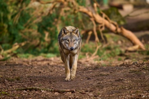 A wolf walks attentively through the forest, Wolf (Canis lupus), Germany
