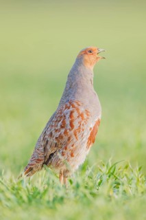 Rebhuhn, Perdix perdix Grey Partridge, Perdix perdix