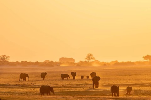 African elephant (Loxodonta africana), silhouette, sunset, atmospheric light, Ihaha, Chobe National