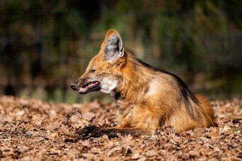 Maned wolf (Chrysocyon brachyurus) in a forest, captive, Germany