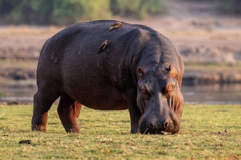 Hippopotamus (Hippopatamus amphibius) grazing, Chobe River, Ihaha, Chobe National Park, Botswana