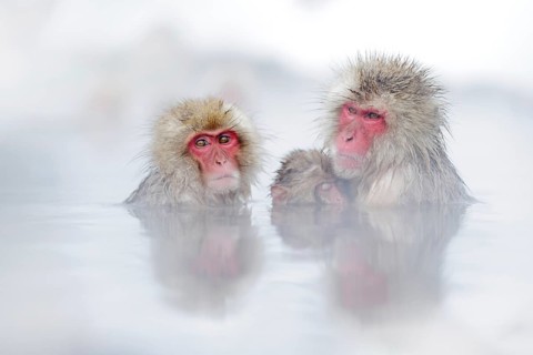 Family in the spa water Monkey Japanese macaque, Macaca fuscata, red face portrait in the cold