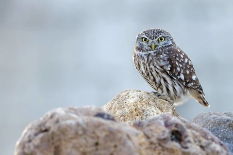 Little owl, (Athene noctua), perch, small owl, family of true owls, biotope, habitat, perch,