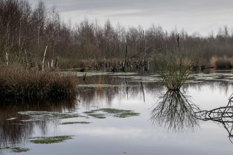 Moorland, Bargerveen, Drenthe, Netherlands