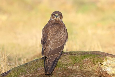 Buzzard (Buteo buteo) sitting attentively on a moss-covered tree stump, Wildlife, direct view,