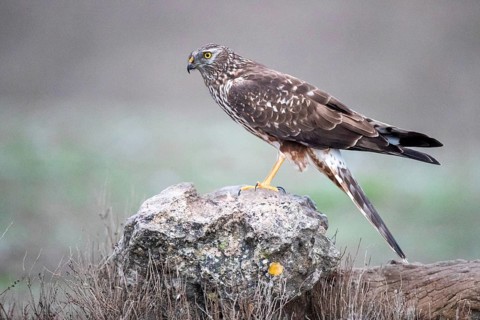 Hen Harrier (Circus cyaneus) female, Castile-La Mancha, Spain