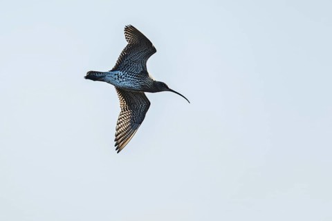 Eurasian Curlew, Numenius arquata, birds on marshes