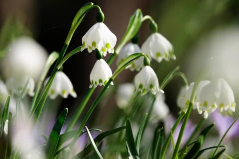 Beautiful spring snowflake (Leucojum vernum), early March, Germany