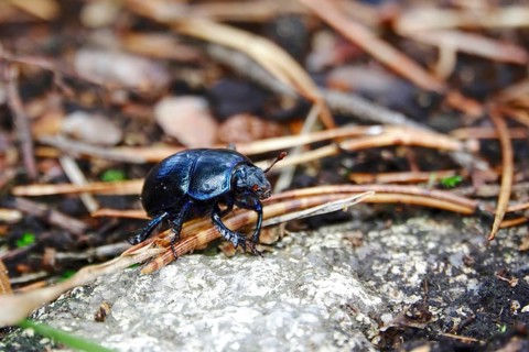 Dung beetle in autumn forest, Saxony, Germany