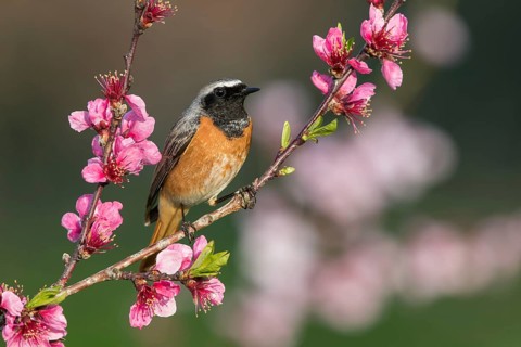 Common Redstart (Phoenicurus phoenicurus) male perched on a flowering twig, Poland