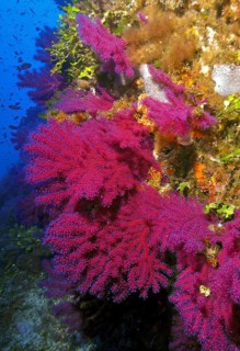 Large fan of Red Violescent sea-whip (Paramuricea clavata), Mediterranean fan coral Horn coral with