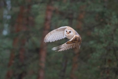 Western Barn Owl (Tyto alba) taking flight, North Rhine-Westphalia, Germany