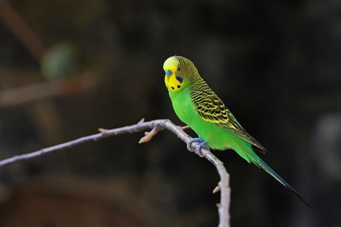 Budgerigar (Melopsittacus undulatus), adult, natural colours, on a branch, captive, occurrence in