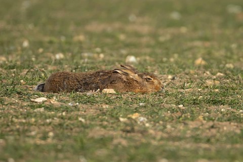 European brown hare (Lepus europaeus) adult animal sleeping in a farmland cereal field, England,