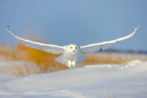 Hunting snowy owl, polar owl, Arctic owl (Bubo scandiacus) adult male in white camouflage colours