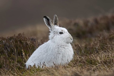 Close up of mountain hare (Lepus timidus), Alpine hare, snow hare in white winter pelage sitting in