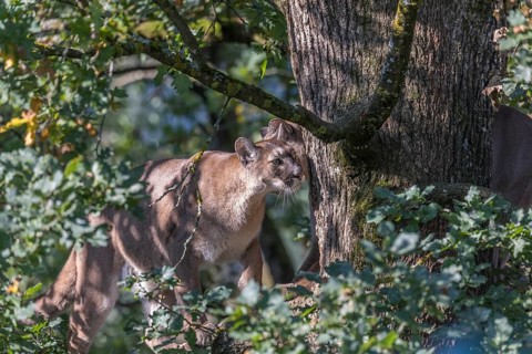 Two adult adult cougars, Puma concolor, high up in an old green oak tree, looking for a place to