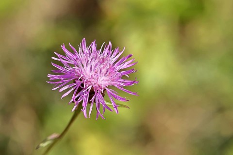 Meadow knapweed or common knapweed (Centaurea jacea), flower, Wilnsdorf, North Rhine-Westphalia,
