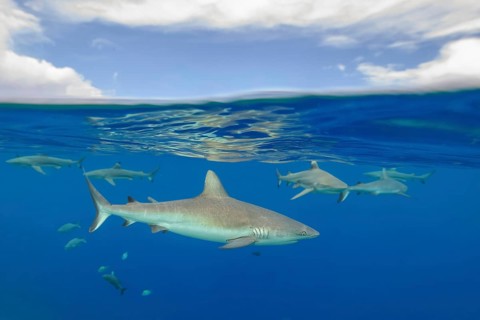 Half-and-half shot half-and-half shot of group of Grey reef sharks (Carcharhinus amblyrhynchos)