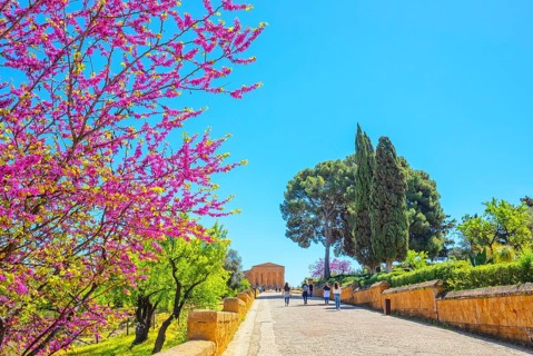 Temple of Concordia, Valley of Temples, Agrigento, Sicily, Italy