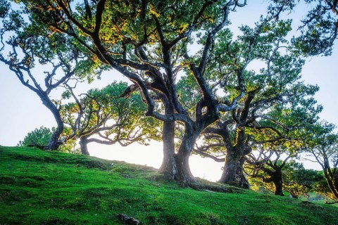 Centuries-old til trees in fantastic magical idyllic Fanal Laurisilva forest on sunrise. Madeira