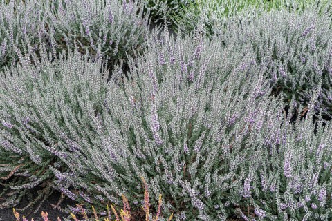 Heather (Calluna vulgaris 'Silver Knight'), Park der Gärten, Germany
