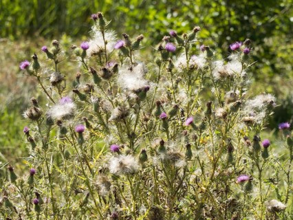 Common thistle (cirsium vulgare) in seed and inflorescence, North Rhine-Westphalia, Germany