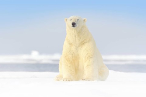 Dangerous bear sitting on the ice, beautiful blue sky. Polar bear on drift ice edge with snow and