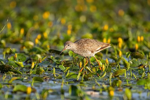 Spotted Redshank (Tringa erythropus) Hungary
